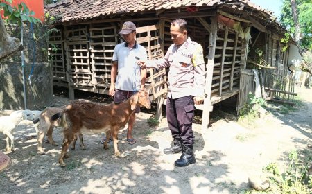 Bhabinkamtibmas Polres Madiun Dorong Ketahanan Pangan melalui Pembinaan Peternak Kambing di Desa Banaran