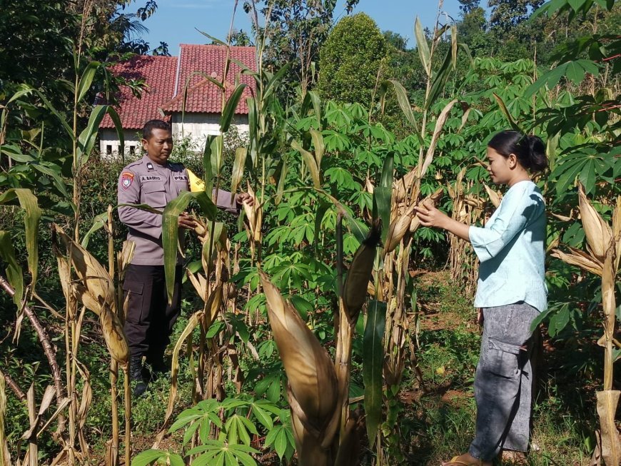 Jagung Siap Panen, Bhabinkamtibmas Desa Winong Dorong Warga Optimalkan Lahan Produktif